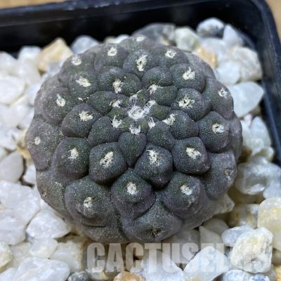 SH34956 Thelocephala napina PV 2050