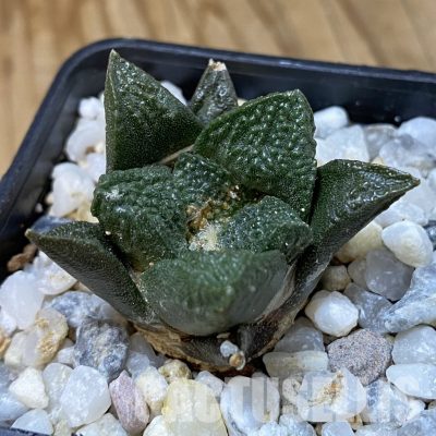 SH34957 Ariocarpus fissuratus