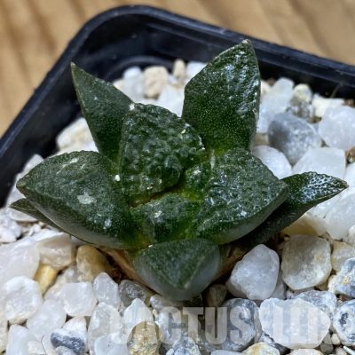 SH34958 Ariocarpus fissuratus