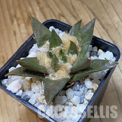 SH34961 Ariocarpus trigonus