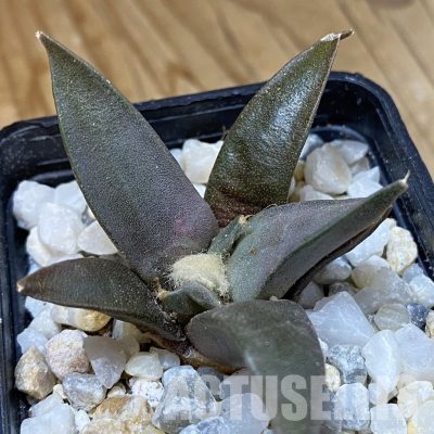 SH34962 Ariocarpus confusus