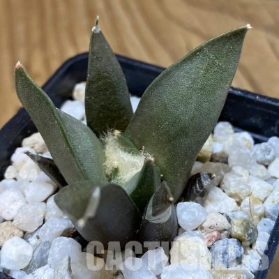 SH34963 Ariocarpus confusus