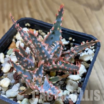 SH34964 Aloe TCT hybrid
