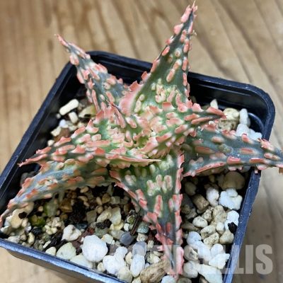 SH34965 Aloe TCT hybrid