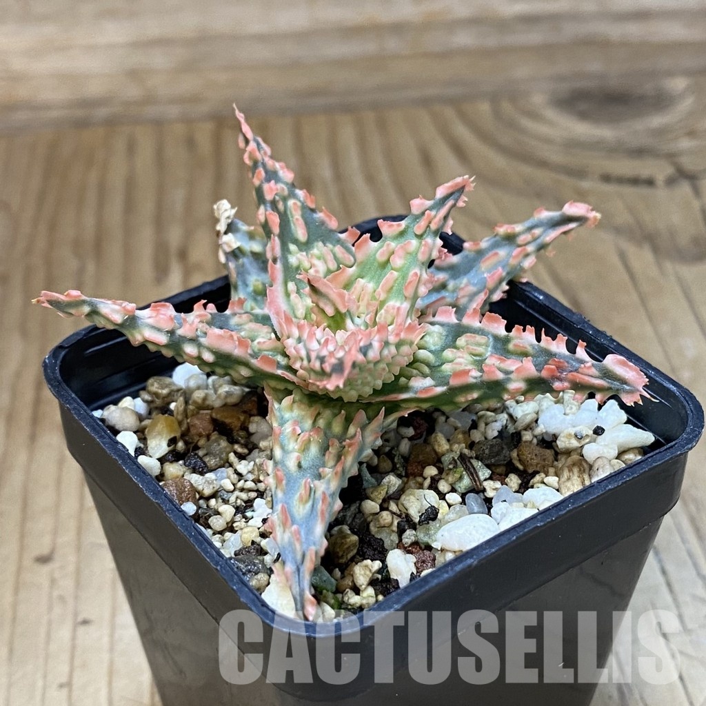 SH34965 Aloe TCT hybrid - Image 2