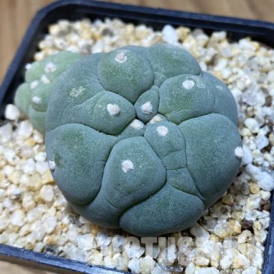 SH34917 Anhalonium frichii 'Kikko'