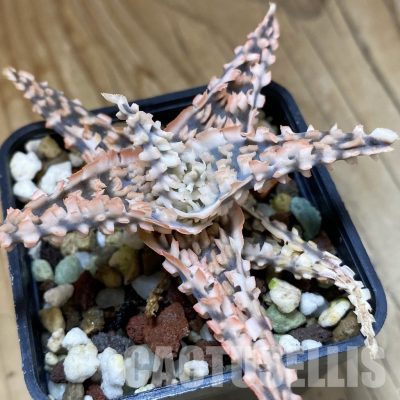 SH34966 Aloe TCT hybrid