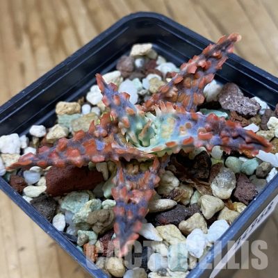 SH34968 Aloe TCT hybrid
