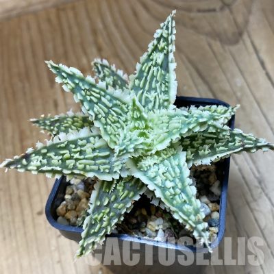 SH34969 Aloe TCT hybrid