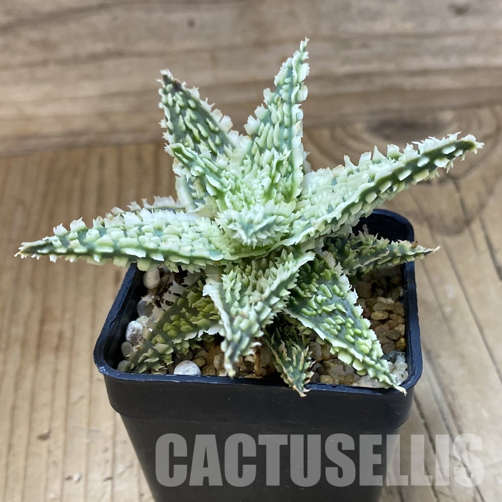 SH34969 Aloe TCT hybrid - Image 2