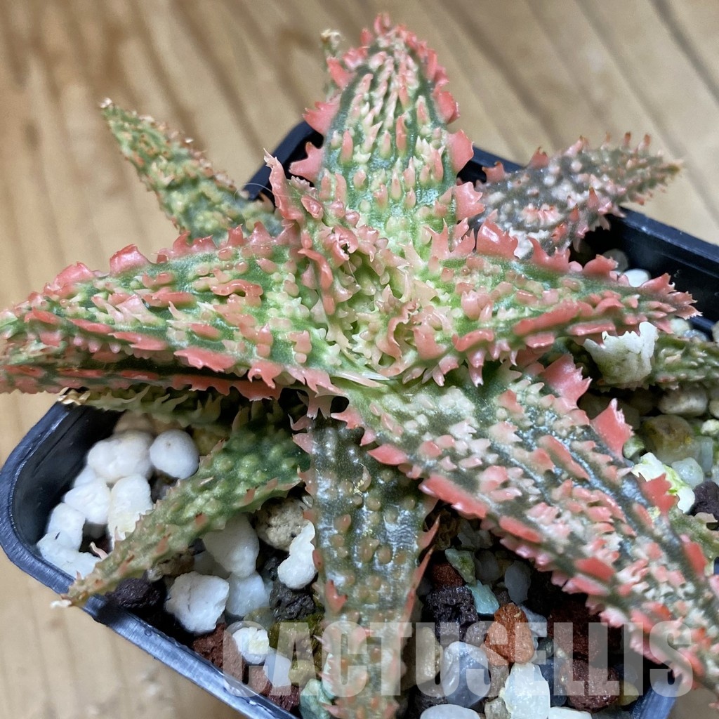 SH34971 Aloe TCT hybrid