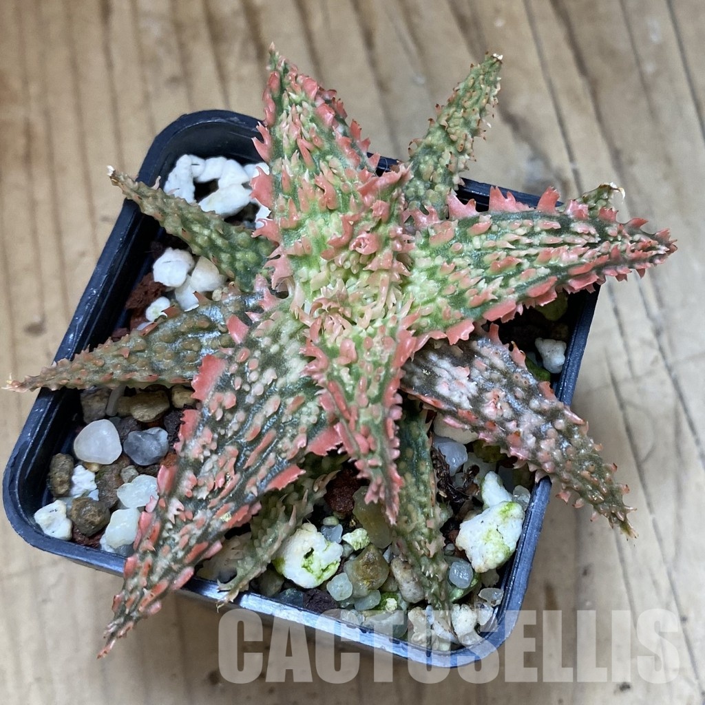 SH34971 Aloe TCT hybrid - Image 2