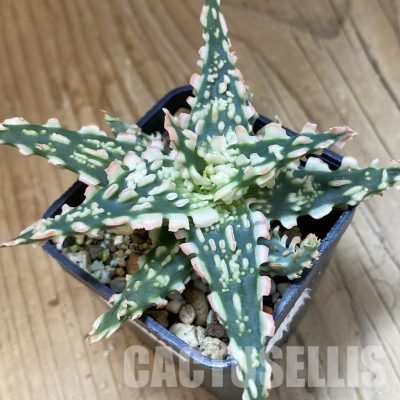 SH34972 Aloe TCT hybrid