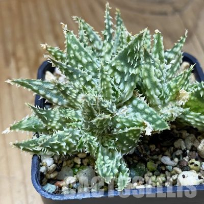SH34973 Aloe hybrid f. cristata