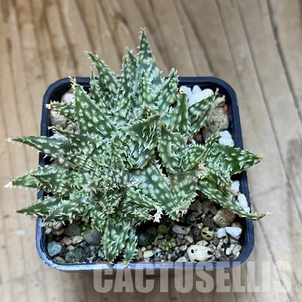 SH34973 Aloe hybrid f. cristata - Image 2