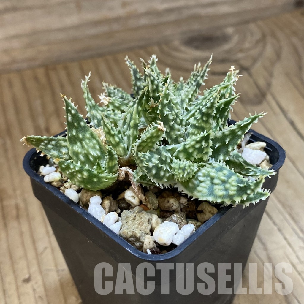 SH34973 Aloe hybrid f. cristata - Image 3