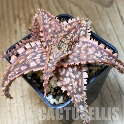 SH34974 Aloe TCT hybrid
