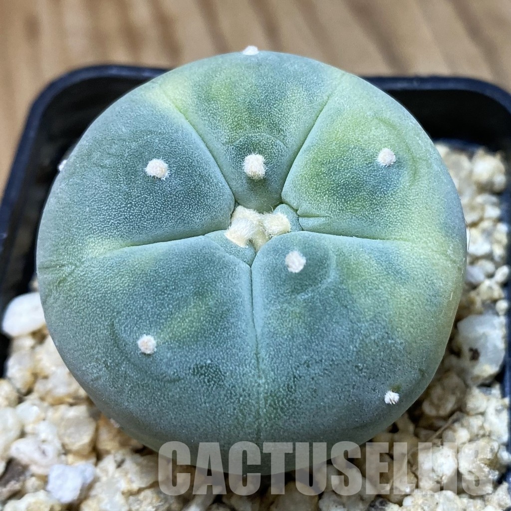SH34918 Anhalonium frichii f. variegata