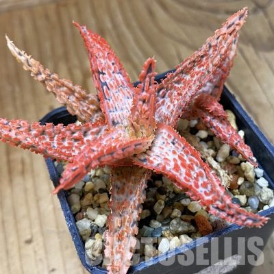 SH34975 Aloe TCT hybrid