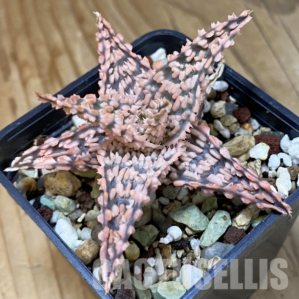 SH34976 Aloe TCT hybrid