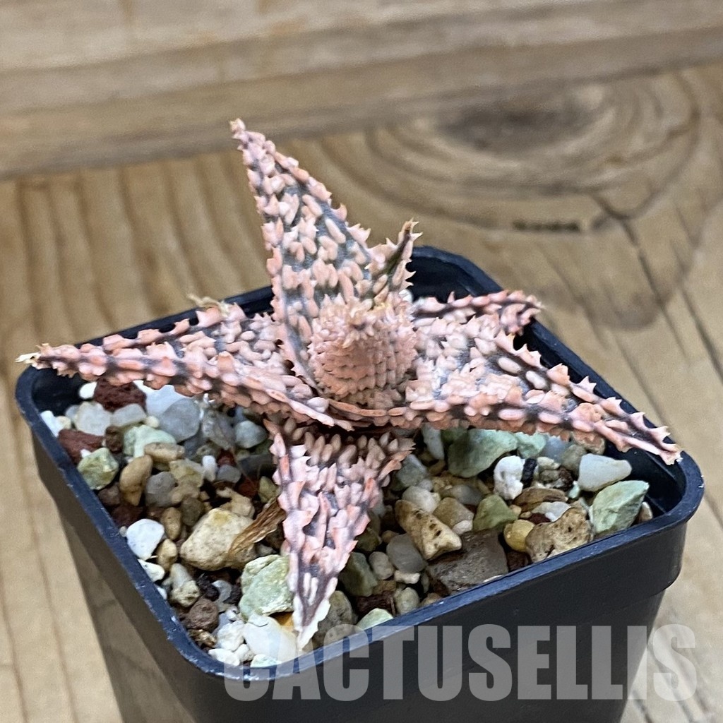 SH34976 Aloe TCT hybrid - Image 2