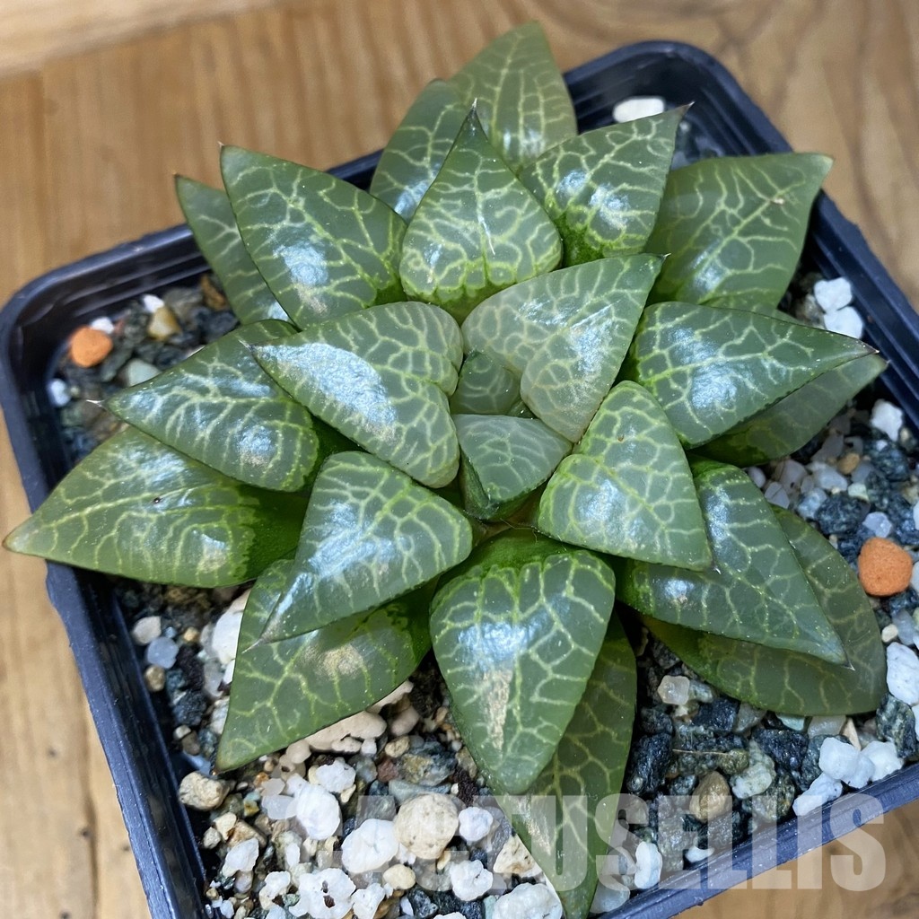 SH34977 Haworthia comptoniana ex Artisan plants, selection, 8 years old