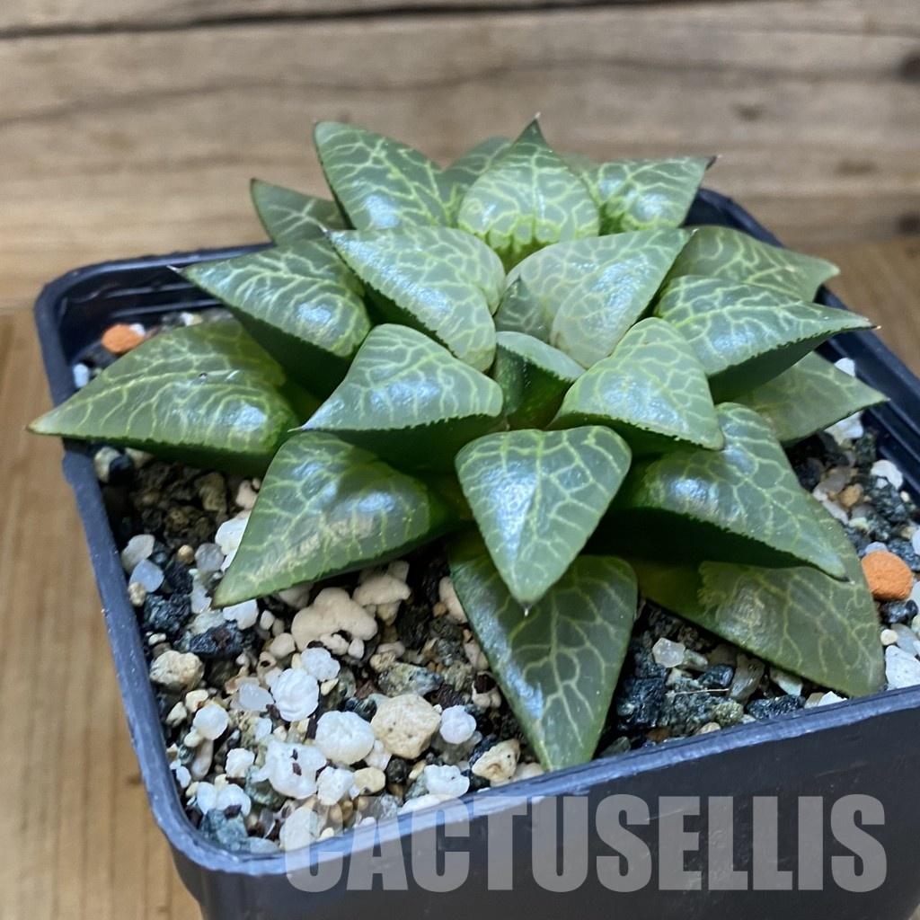 SH34977 Haworthia comptoniana ex Artisan plants, selection, 8 years old - Image 2