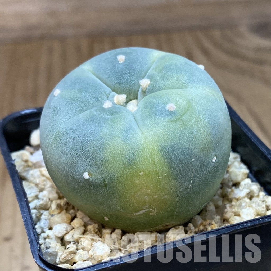SH34918 Anhalonium frichii f. variegata - Image 2