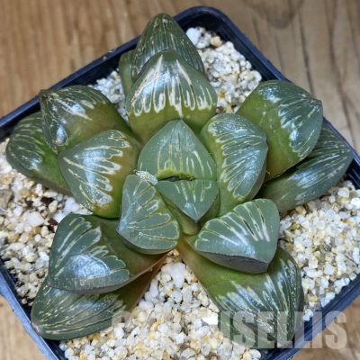SH34978 Haworthia mutica ‘Silver Turtle’