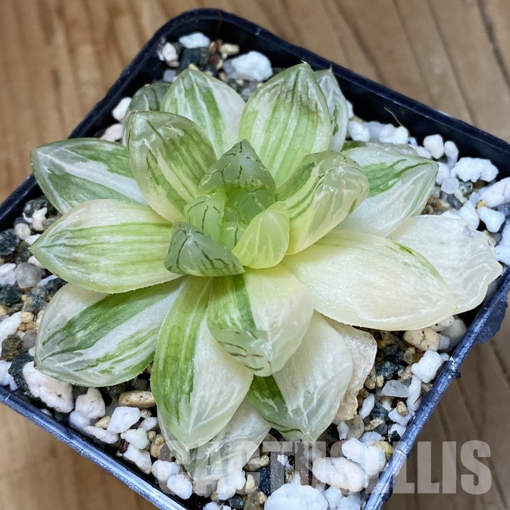 SH34979 Haworthia obtusa f. variegata