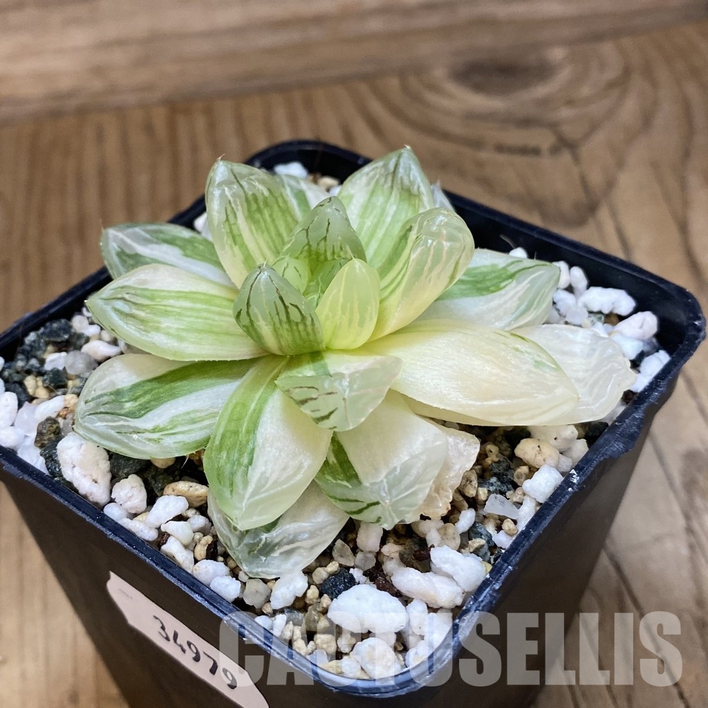 SH34979 Haworthia obtusa f. variegata - Image 2