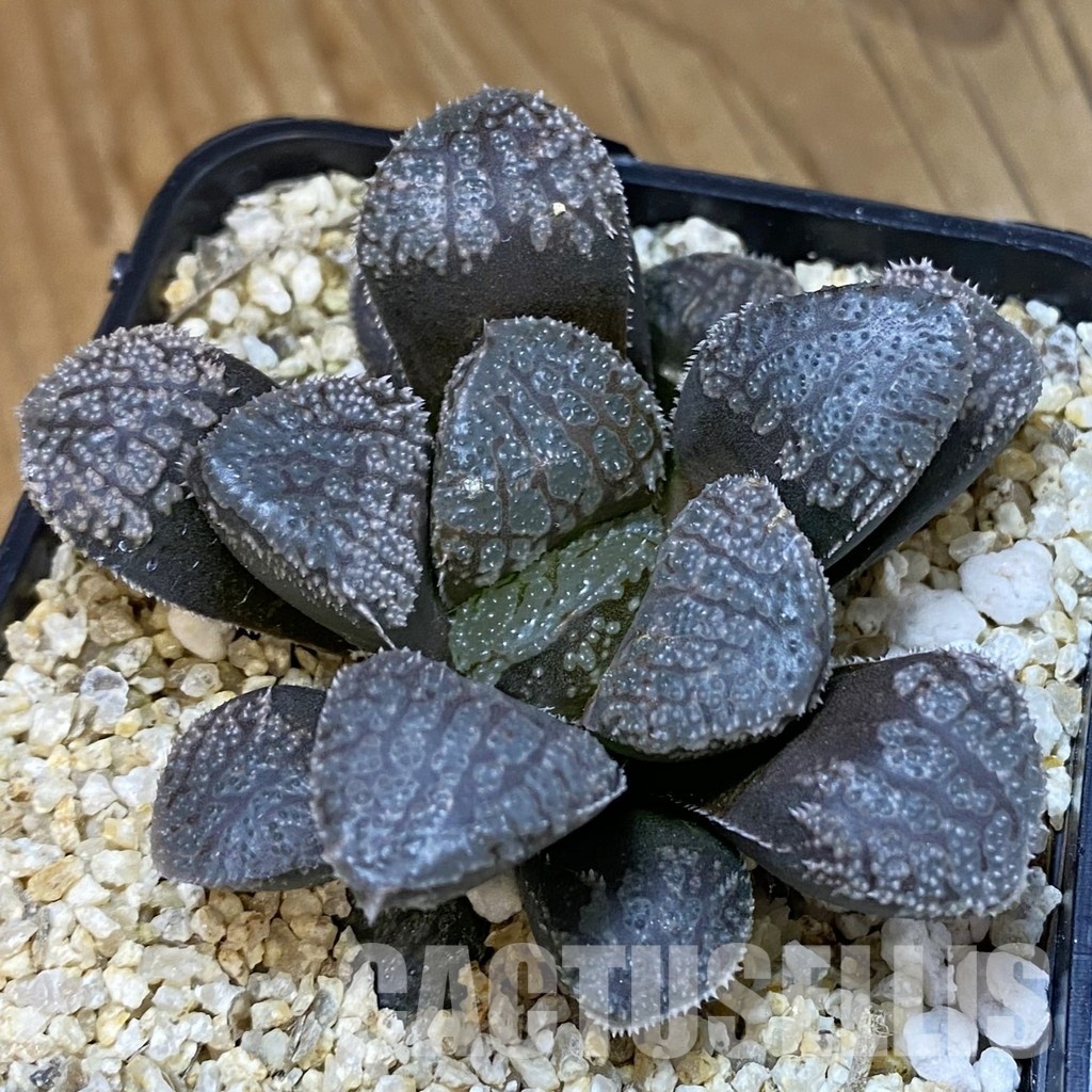 SH34982 Haworthia 'Mordor'