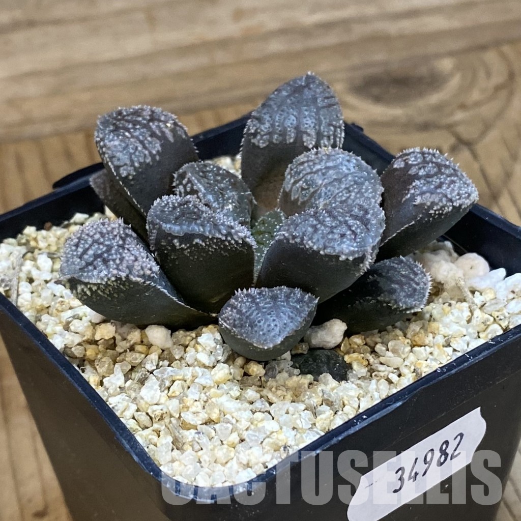 SH34982 Haworthia 'Mordor' - Image 2