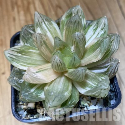 SH34983 Haworthia obtusa f. variegata
