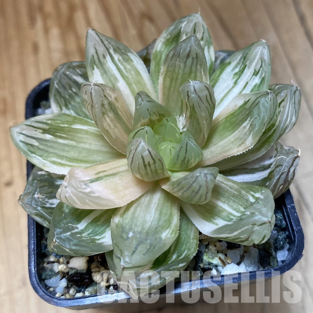 SH34983 Haworthia obtusa f. variegata