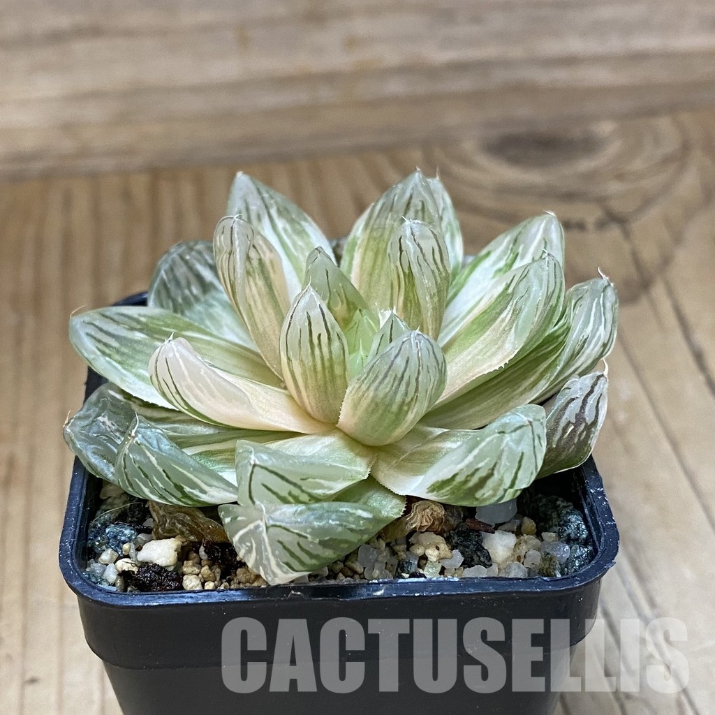 SH34983 Haworthia obtusa f. variegata - Image 2