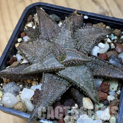SH34984 Haworthia koelmaniorum ‘Silver Tarantula’