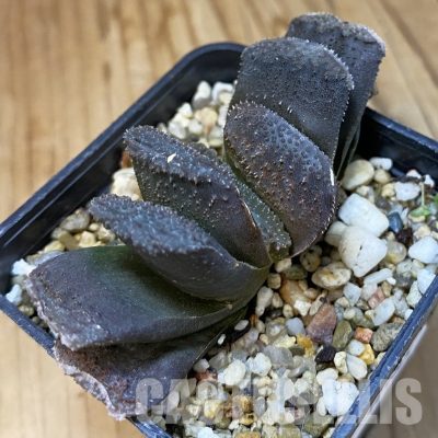 SH34985 Haworthia truncata hybrid