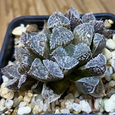 SH34986 Haworthia ‘Kegazato’ hybrid SH
