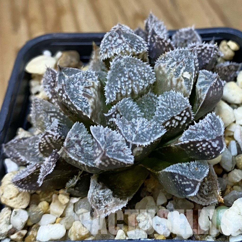 SH34986 Haworthia ‘Kegazato’ hybrid SH
