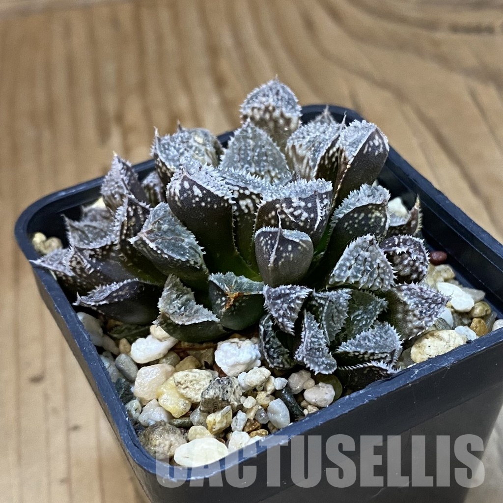 SH34986 Haworthia ‘Kegazato’ hybrid SH - Image 2