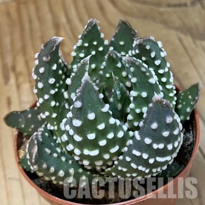 SH34987 Haworthia pumila -Japan-, compact form
