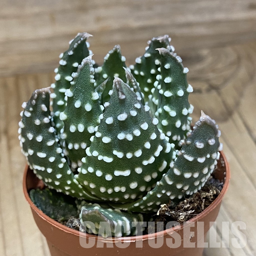 SH34987 Haworthia pumila -Japan-, compact form - Image 2