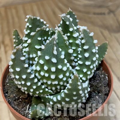 SH34988 Haworthia pumila -Japan-, compact form
