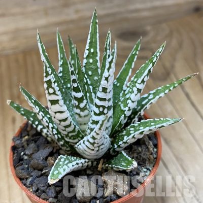 SH34989 Haworthia fasciata ‘Alba’
