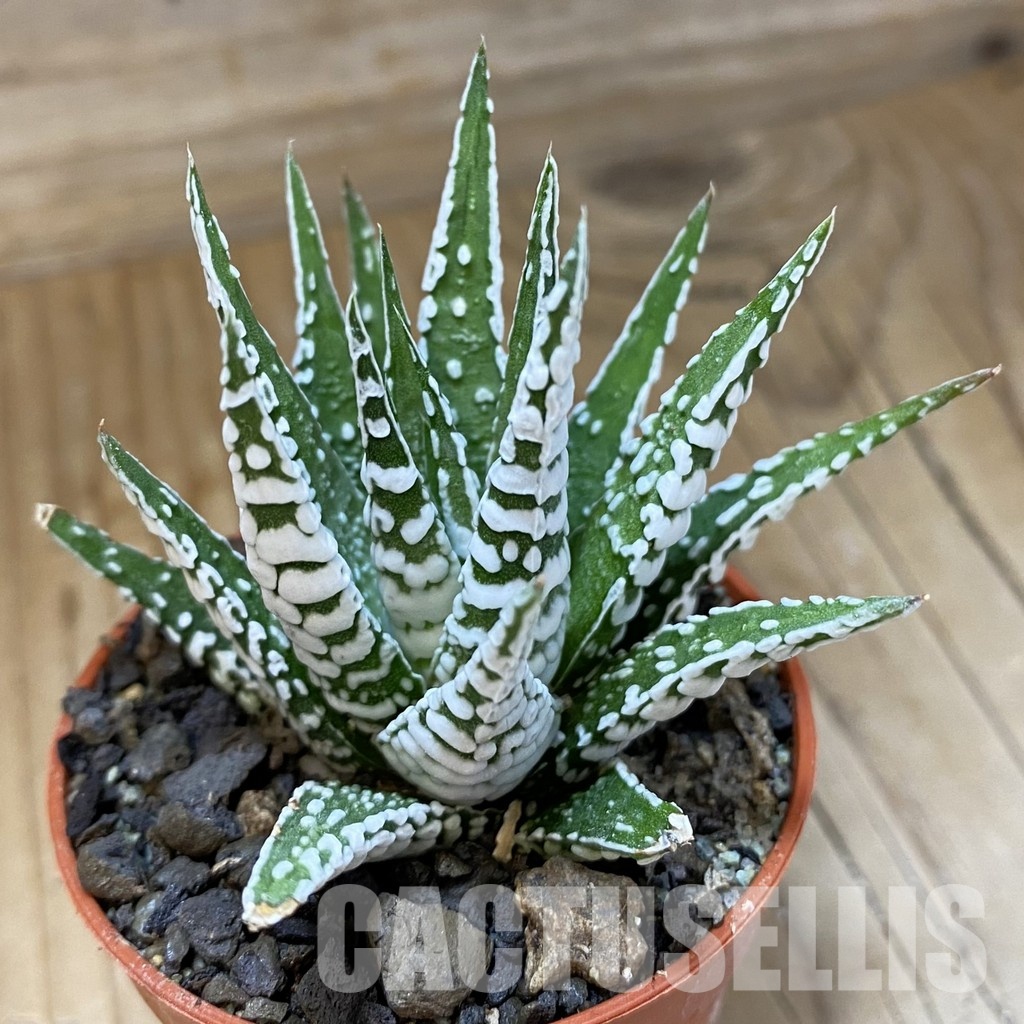 SH34989 Haworthia fasciata ‘Alba’