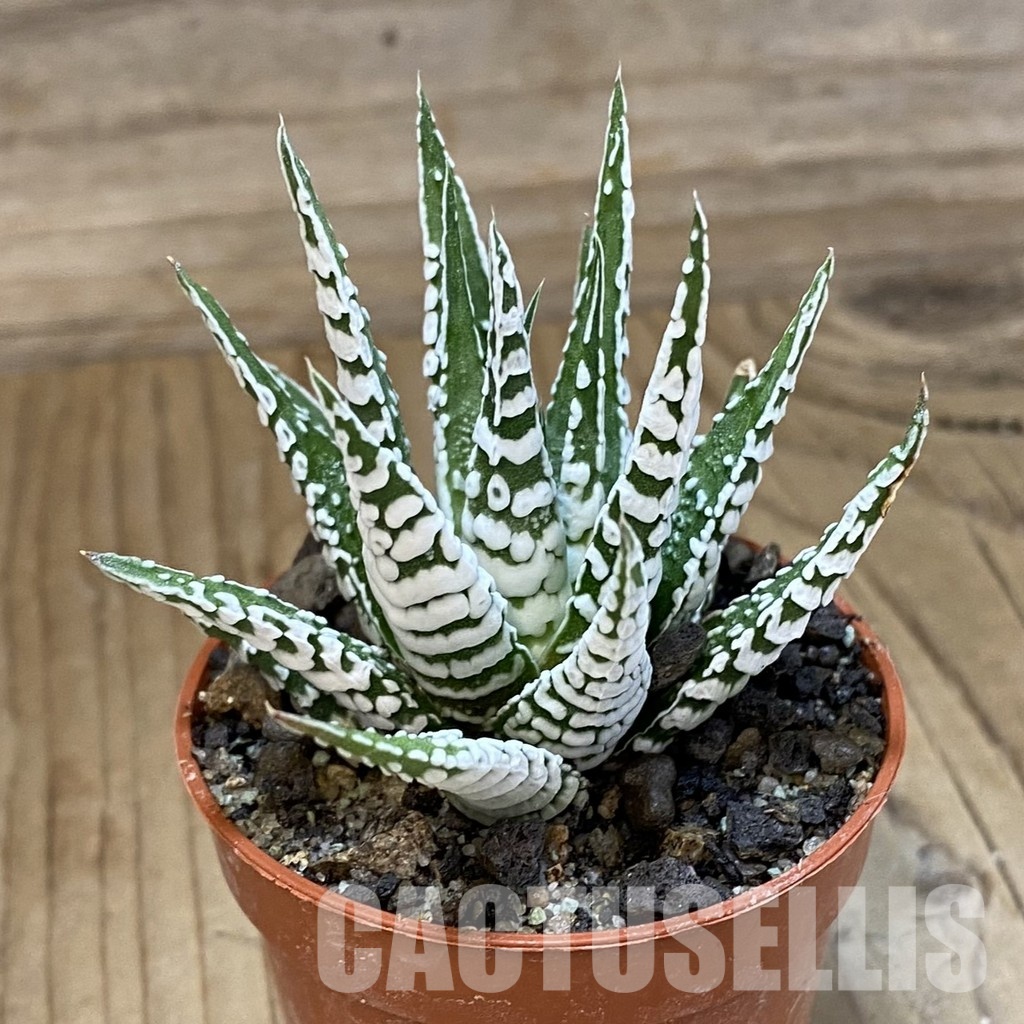 SH34989 Haworthia fasciata ‘Alba’ - Image 2