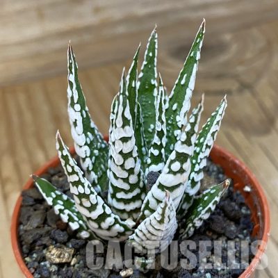 SH34990 Haworthia fasciata ‘Alba’