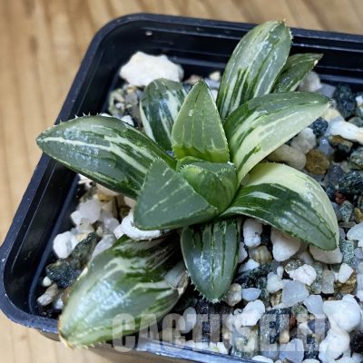 SH34991 Haworthia retusa f. variegata
