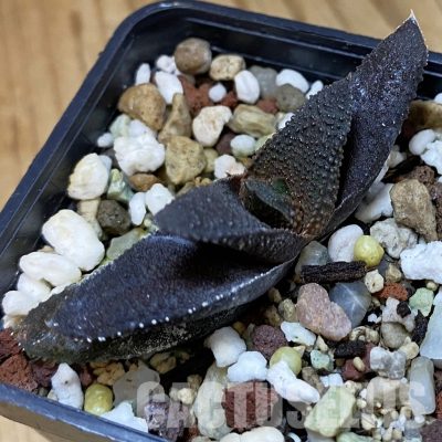 SH34992 Haworthia scabra x koelmaniorum